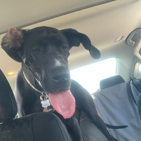 Meet your Posher, Nicole - Picture 10 of 12